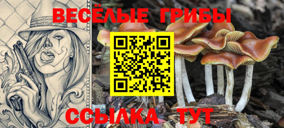Галлюциногенные грибы Psilocybine cubensis Волжск